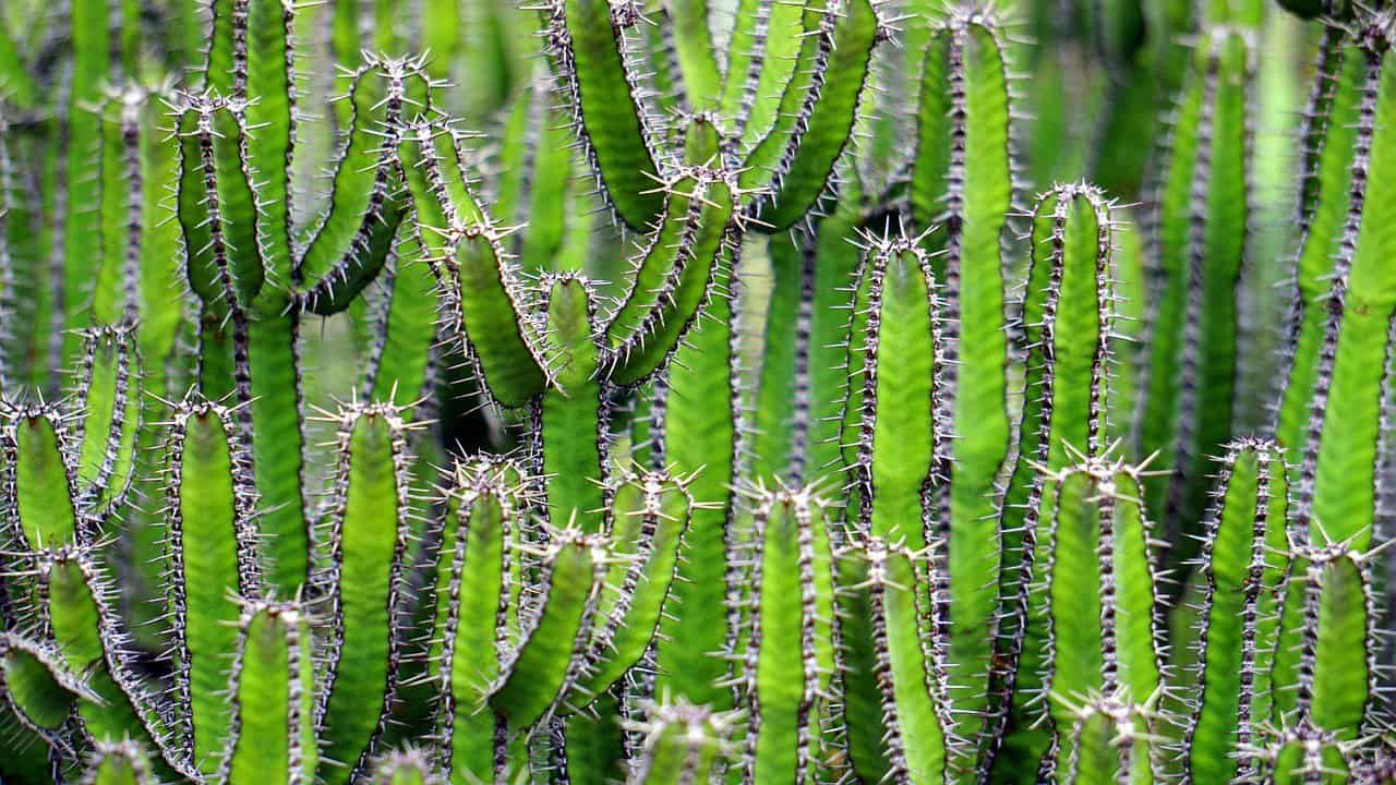 Kaktusy – piękno natury w Twoim domu