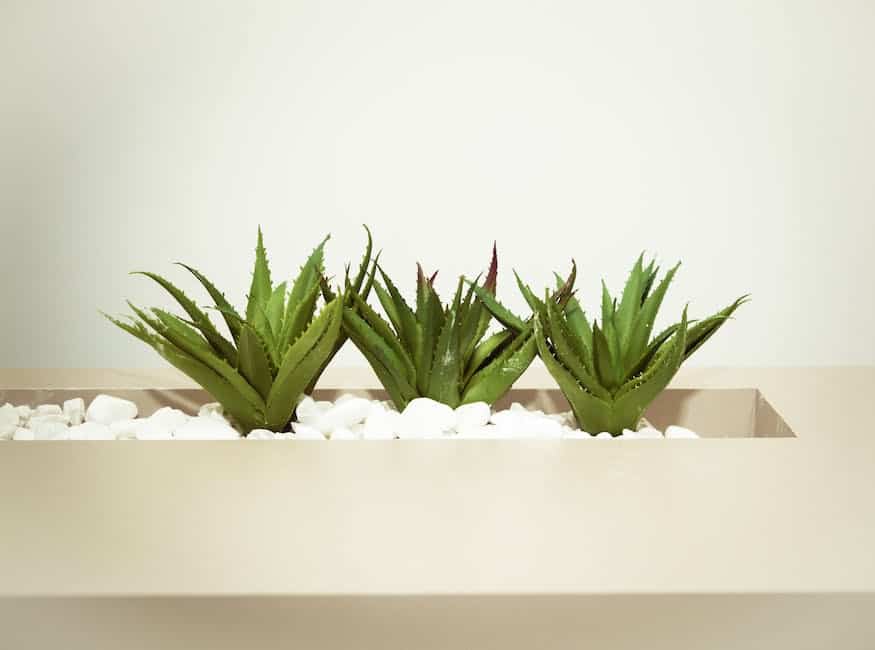 Oczyszczające rośliny doniczkowe – jak poprawić jakość powietrza w swoim domu