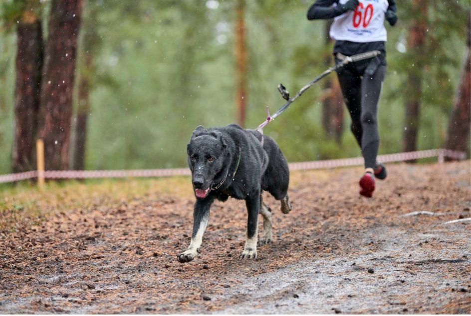 Bezpieczeństwo podczas biegania z psem: jak odpowiednie akcesoria mogą na nie wpływać?